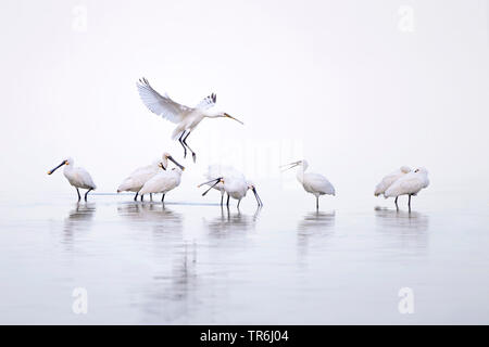 White spatola (Platalea leucorodia), gruppo in una nebbiosa mattina, Paesi Bassi, Frisia Foto Stock