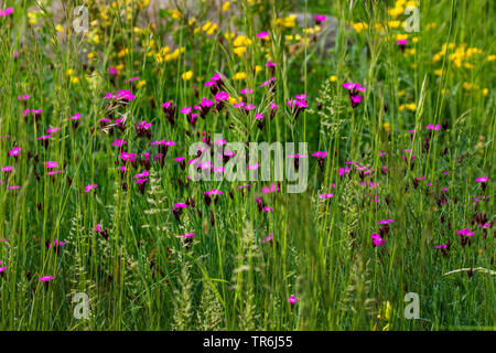 Rosa dei certosini, Clusterhead rosa (Dianthus carthusianorum), che fiorisce in un prato irregolare, Germania Foto Stock