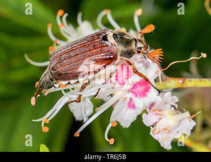 Comune, cockchafer Maybug, Maybeetle (Melolontha melolontha), maschio sul fiore di ippocastano, in Germania, in Baviera Foto Stock