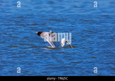 Giallo-zampe (gabbiano Larus michahellis, Larus cachinnans michahellis), con anguille pescate nel becco, in Germania, in Baviera, il Lago Chiemsee Foto Stock