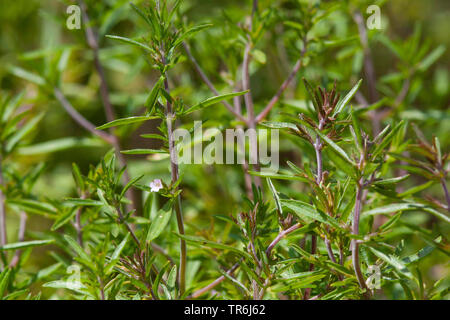 Santoreggia, nepitella (Satureja hortensis), fioritura Foto Stock