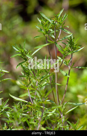 Santoreggia, nepitella (Satureja hortensis), foglie Foto Stock