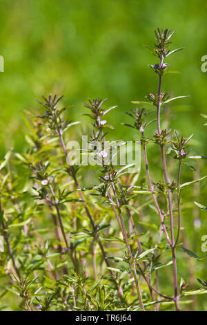 Santoreggia, nepitella (Satureja hortensis), fioritura Foto Stock