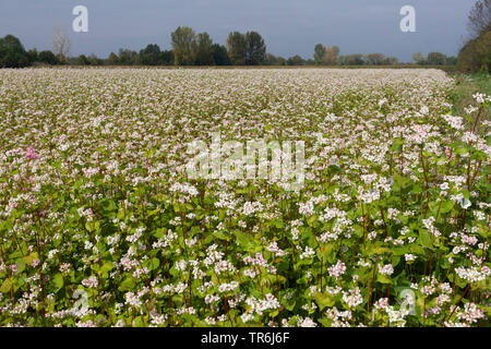 Il grano saraceno (Fagopyrum esculentum), fioritura campo di grano saraceno, in Germania, in Baviera Foto Stock