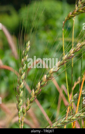 Il farro, inverno (spelta Triticum spelta var. caeruleum), orecchie, Germania Foto Stock