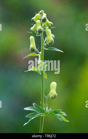 Giallo, wolfsbane Wolfsbane settentrionale, Monkshood, Lupo's bane (Aconitum lycoctonum ssp. vulparia, Aconitum vulparia), infiorescenza, Germania Foto Stock