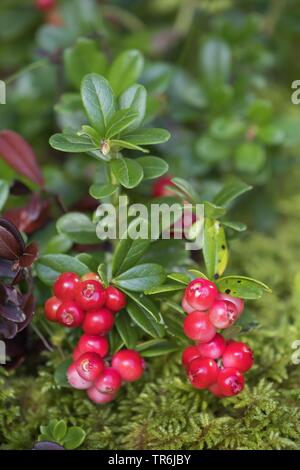 Cowberry, foxberry, lingonberry, mirtillo rosso (vaccinium vitis-idaea), il ramo con frutti di bosco, Germania Foto Stock