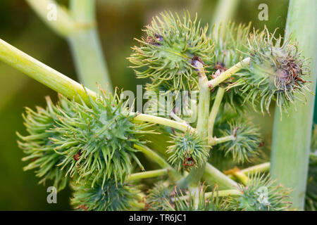 Il ricino, olio di ricino pianta, ricina, Castor bean, Castorbean (Ricinus communis), frutti immaturi Foto Stock