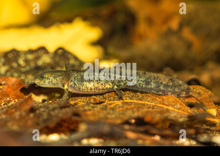 Unione salamandra pezzata (Salamandra salamandra), larva appena prima della fine della metamorfosi, Germania Foto Stock
