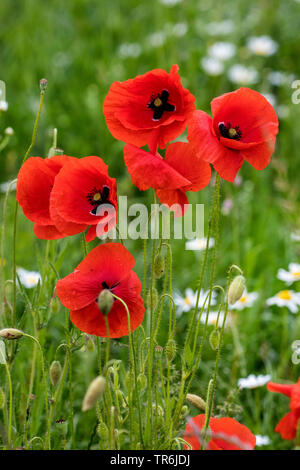 Comune di papavero, mais, papavero rosso papavero (Papaver rhoeas), fioritura a bordo di campo, in Germania, in Baviera Foto Stock