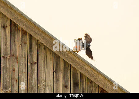 Unione gheppio, Eurasian gheppio, Vecchio Mondo gheppio, comune gheppio (Falco tinnunculus), maschio è attaccato da una cornacchia al luogo di nidificazione, in Germania, in Baviera Foto Stock