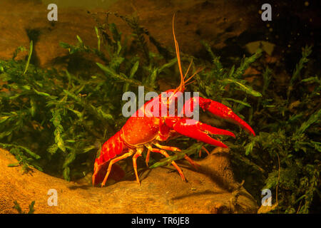 Louisiana gambero rosso, rosso della palude di gamberi di fiume, Louisiana Swamp aragoste, gamberi rossi (Procambarus clarkii), maschio, Germania Foto Stock