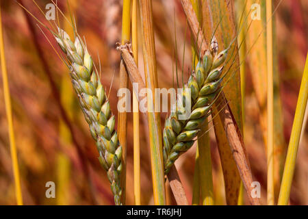 Coltivate Emmer (Triticum turgidum ssp. dicoccon, Triticum dicoccon), spighe mature, Germania Foto Stock