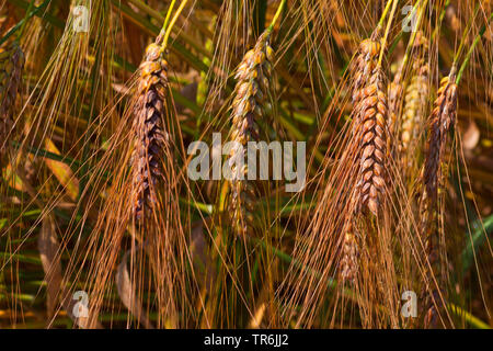 Ramificato di Grano (Triticum turgidum ssp. turgidum, Triticum turgidum), orecchie, Germania Foto Stock