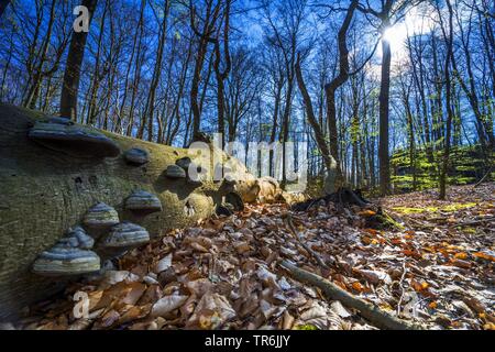 Albero caduto tronco con staffe in una foresta, Germania, il Land Brandeburgo Foto Stock