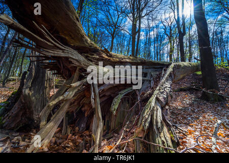 Albero caduto tronco con staffe in una foresta, Germania, il Land Brandeburgo Foto Stock