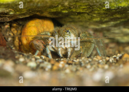Il gambero di pietra, Torrent gamberi di fiume (Astacus torrentium, Austropotamobius torrentium, Potamobius torrentium, Astacus saxatilis), giovani gamberi di fiume arrampicata su il granchio della madre, Germania Foto Stock