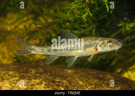 Spinotto (Gobio gobio), vista laterale, Germania Foto Stock