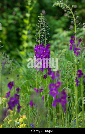 Viola, mullein mullein ornamentali (Molène phoeniceum), inflorecences Foto Stock