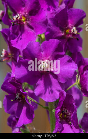 Viola, mullein mullein ornamentali (Molène phoeniceum), fiori Foto Stock