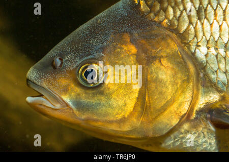 Ide, Orfe (Leuciscus consumatori di stupefacenti per via parenterale), milkner con tubeculate guance, Germania Foto Stock