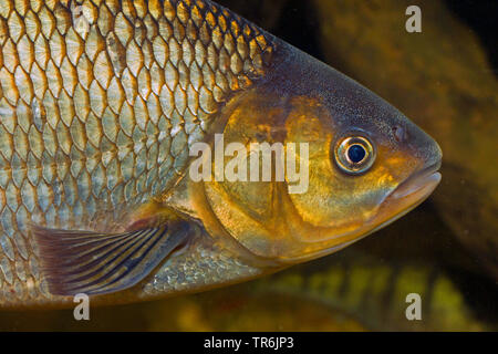 Ide, Orfe (Leuciscus consumatori di stupefacenti per via parenterale), milkner con tubeculate guance, Germania Foto Stock