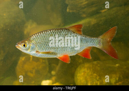 Rudd (Scardinius erythrophthalmus), vista laterale, Germania Foto Stock