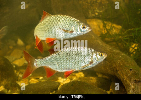 Rudd (Scardinius erythrophthalmus), vista laterale, Germania Foto Stock