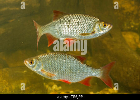 Rudd (Scardinius erythrophthalmus), vista laterale, Germania Foto Stock