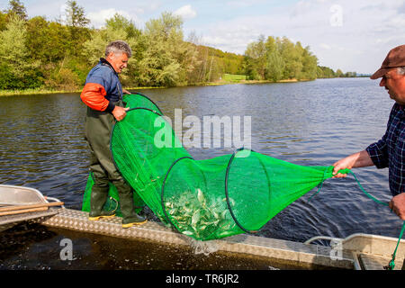 Bow net la pesca in un lago, in Germania, in Baviera, Brombachspeichersee Foto Stock