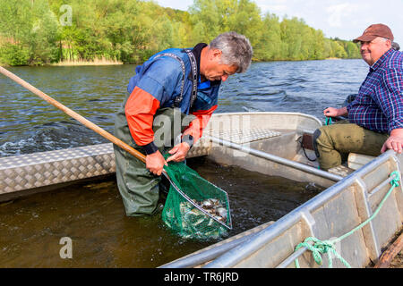 Bow net la pesca in un lago, catturati pesci sono ordinati, in Germania, in Baviera, Brombachspeichersee Foto Stock
