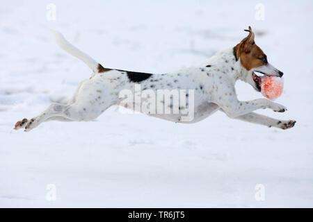 Jack Russell Terrier (Canis lupus f. familiaris), giocare nella neve con una palla in bocca, Germania Foto Stock