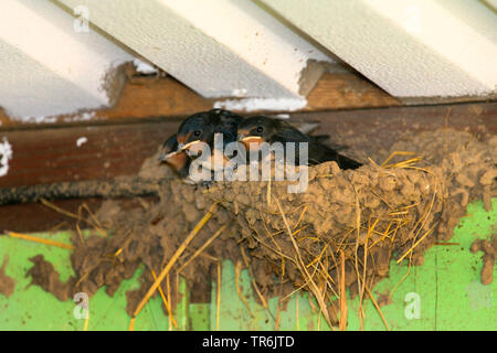 Barn swallow (Hirundo rustica), il novellame in ordinata, Germania Foto Stock