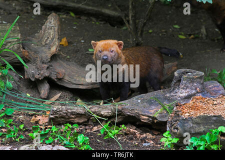 Speoto (Speothos venaticus) Foto Stock