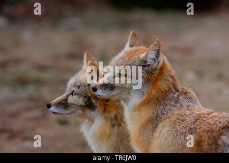 Swift fox, kit volpe (Vulpes vulpes velox), due volpi swift Foto Stock