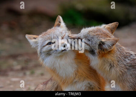 Swift fox, kit volpe (Vulpes vulpes velox), smooching Foto Stock