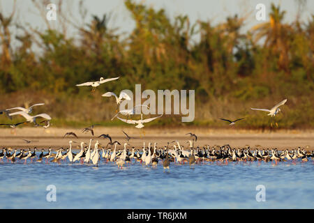 Nero-colli (stilt Himantopus mexicanus), grande gregge insieme con Snowy Egrets in una laguna, Cuba Cayo Coco Foto Stock