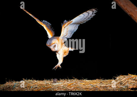 Il barbagianni (Tyto alba), la presa per un mouse in un granaio, Germania Foto Stock