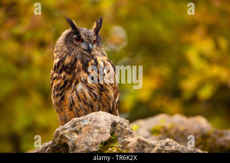 Nord del gufo reale (Bubo bubo), seduta su una roccia, Germania Foto Stock