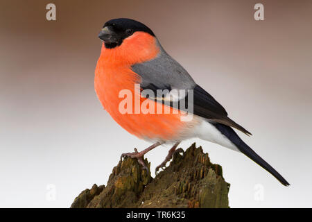 , Bullfinch ciuffolotto, bullfinch settentrionale (Pyrrhula pyrrhula), maschio su un albero di intoppo, Germania Foto Stock