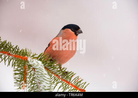 , Bullfinch ciuffolotto, bullfinch settentrionale (Pyrrhula pyrrhula), femmina su un ramoscello di abete rosso in inverno, Germania Foto Stock