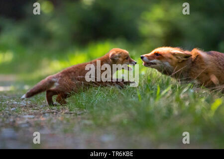 Red Fox (Vulpes vulpes vulpes), giocando con il suo bambino in una foresta, Repubblica Ceca, Hlinsko Foto Stock