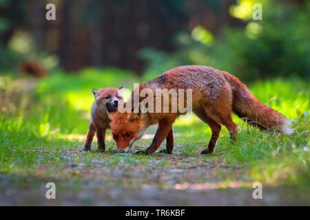 Red Fox (Vulpes vulpes vulpes), giocando con il suo bambino in una foresta, Repubblica Ceca, Hlinsko Foto Stock