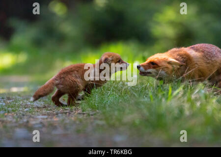 Red Fox (Vulpes vulpes vulpes), giocando con il suo bambino in una foresta, Repubblica Ceca, Hlinsko Foto Stock