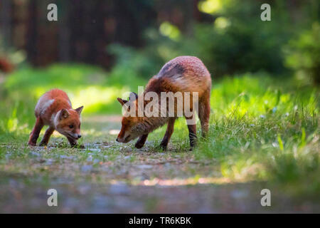 Red Fox (Vulpes vulpes vulpes), giocando con il suo bambino in una foresta, Repubblica Ceca, Hlinsko Foto Stock