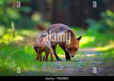 Red Fox (Vulpes vulpes vulpes), giocando con il suo bambino in una foresta, Repubblica Ceca, Hlinsko Foto Stock