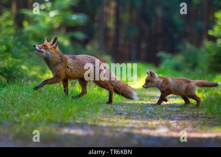 Red Fox (Vulpes vulpes vulpes), giocando con il suo bambino in una foresta, Repubblica Ceca, Hlinsko Foto Stock