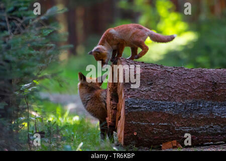 Red Fox (Vulpes vulpes vulpes), il capretto in piedi su un registro in una foresta, Repubblica Ceca, Hlinsko Foto Stock