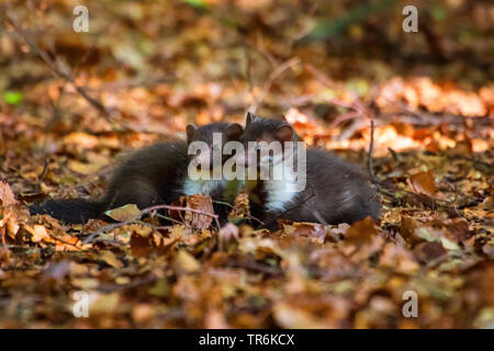 Faina, faina, petto bianco martora (Martes foina), due ragazzi giocare sul suolo della foresta, Repubblica Ceca, Hlinsko Foto Stock