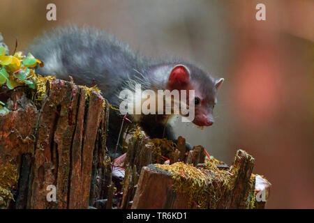 Faina, faina, petto bianco martora (Martes foina), capretti su un vecchio albero intoppo, Repubblica Ceca, Hlinsko Foto Stock